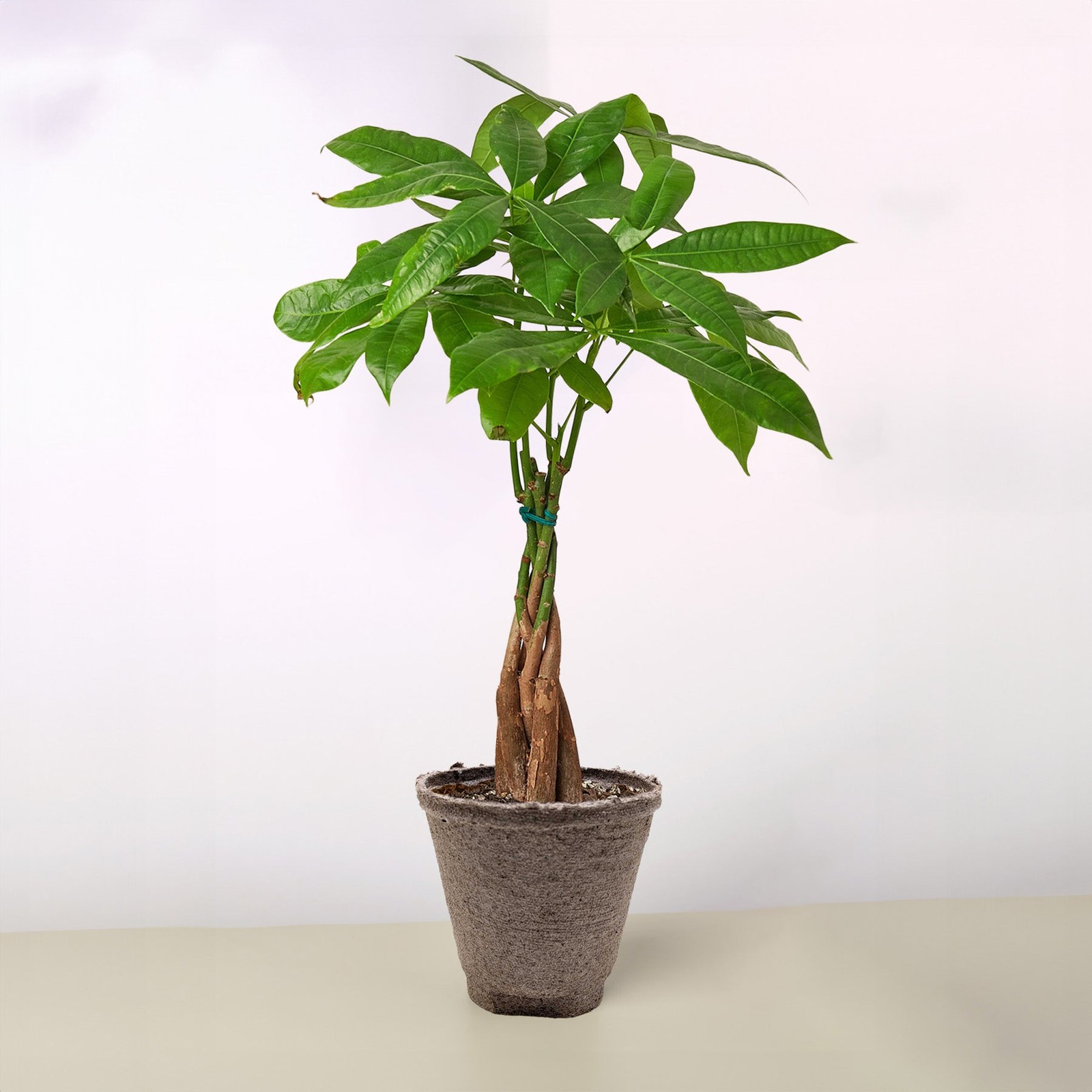Braided Money Tree Pachira aquatica • Guiana Chestnut • 6″ Pot Good Luck Plant