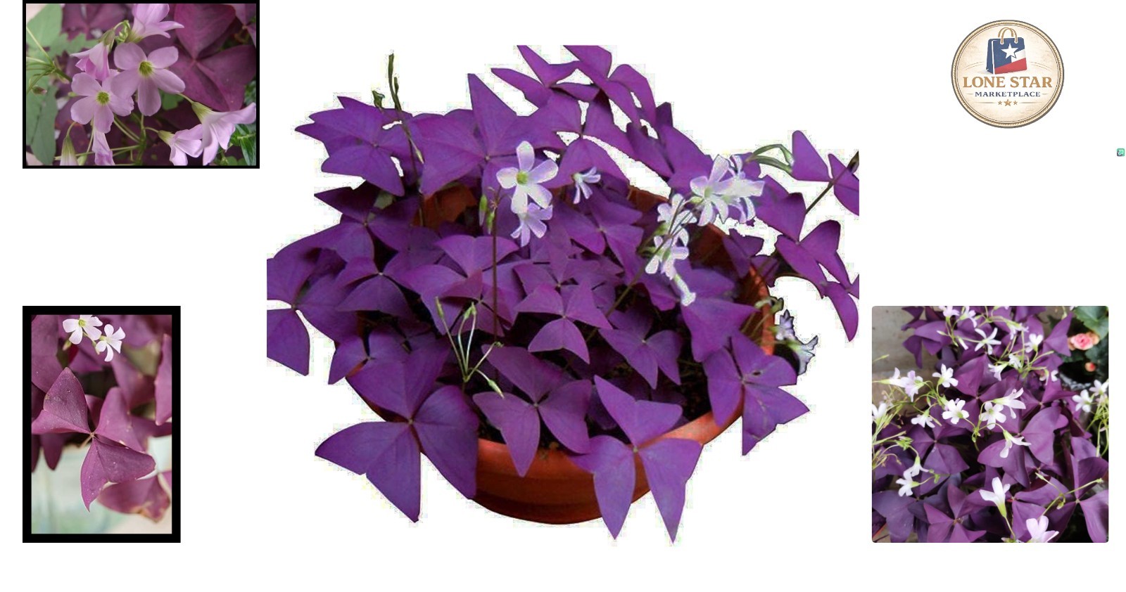 12 Pack of Purple Shamrocks Bulbs – Vibrant Oxalis Triangularis for Every Garden