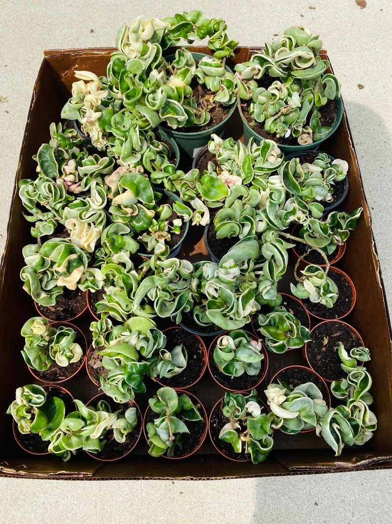Variegated Hoya Compacta – Hindu Rope Wax Plant 4” Pot