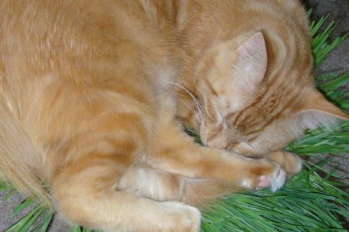 ORGANIC WHEAT GRASS 6000 SEEDS CAT/RABBIT/DOG/BIRD/TURTLE & HUMANS FRESH SEED