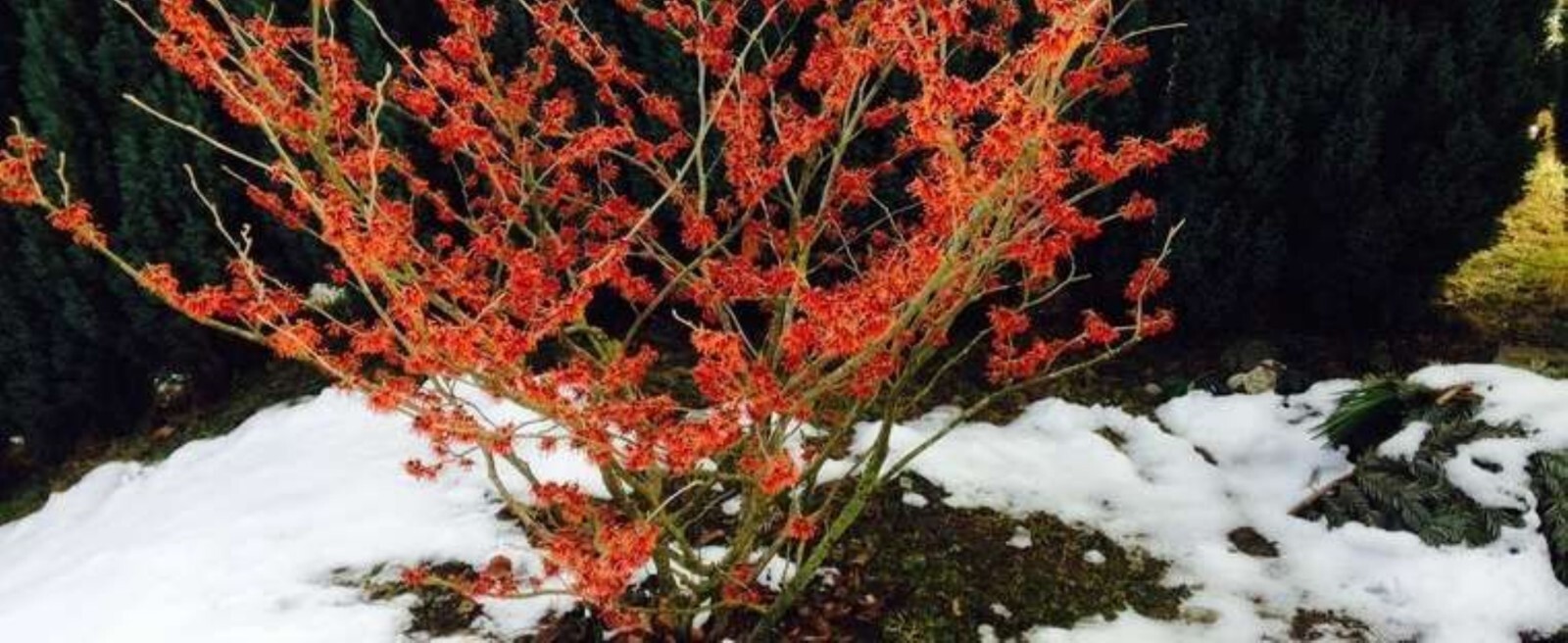 Hamamelis × intermedia ‘Diane’, 1 year old plant, grafted