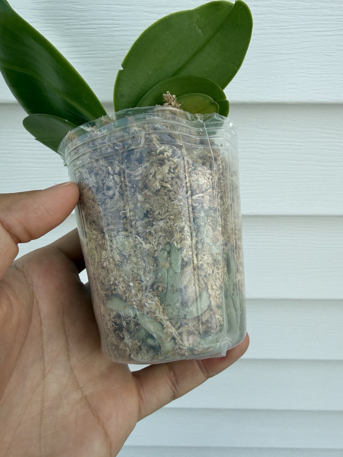 Phalaenopsis (Mainshow Blue Elf x Norman’s Blue Jennifer)