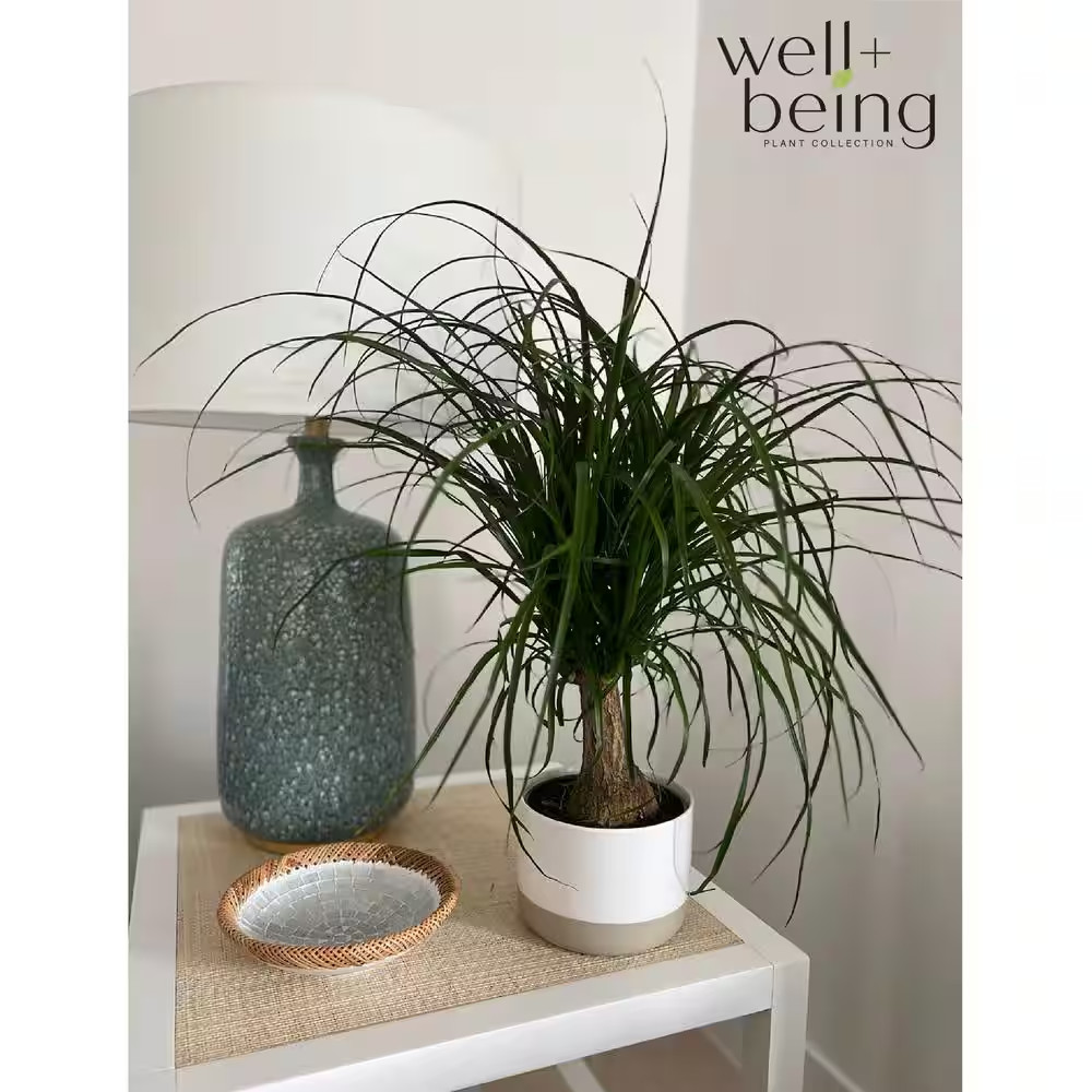 Ponytail Palm Live Indoor Plant in Growers Pot Avg Shipping Height 1 Ft. to 2 Ft
