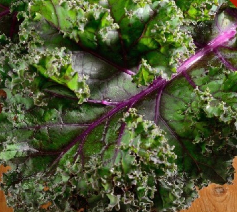 500+ Red Russian Kale Seeds **Fresh Seeds** ~~Free Shipping~~