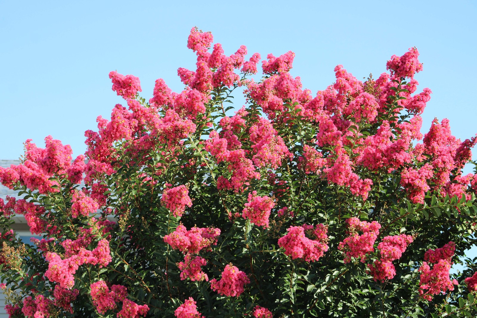 50 MIXED COLORS CREPE MYRTLE Lagerstroemia Indica Tree Shrub Flower Seeds