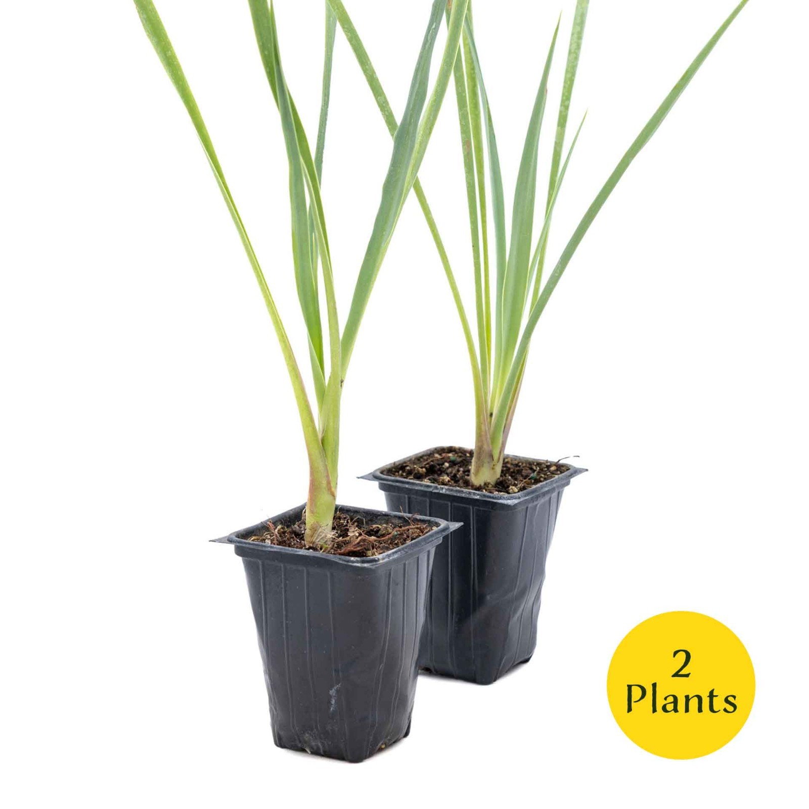 2 Blue Yucca Succulents in 3.5″ Cubes with Striking Blue-Gray Foliage (Yucca)