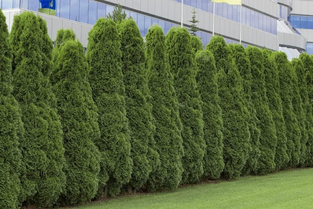 American Arborvitae Tree Seeds 50 Count, Thuja occidentalis for Privacy Lands…