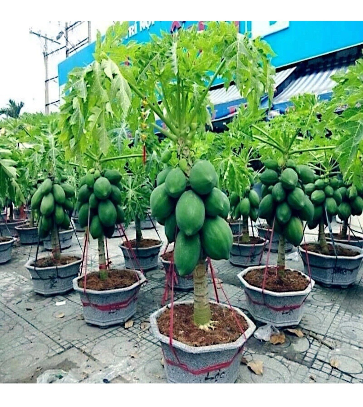 🟡Dwarf Solo Waimanalo Papaya Seeds 25ct 🌴Hawaiian Fast Fruit Houseplant