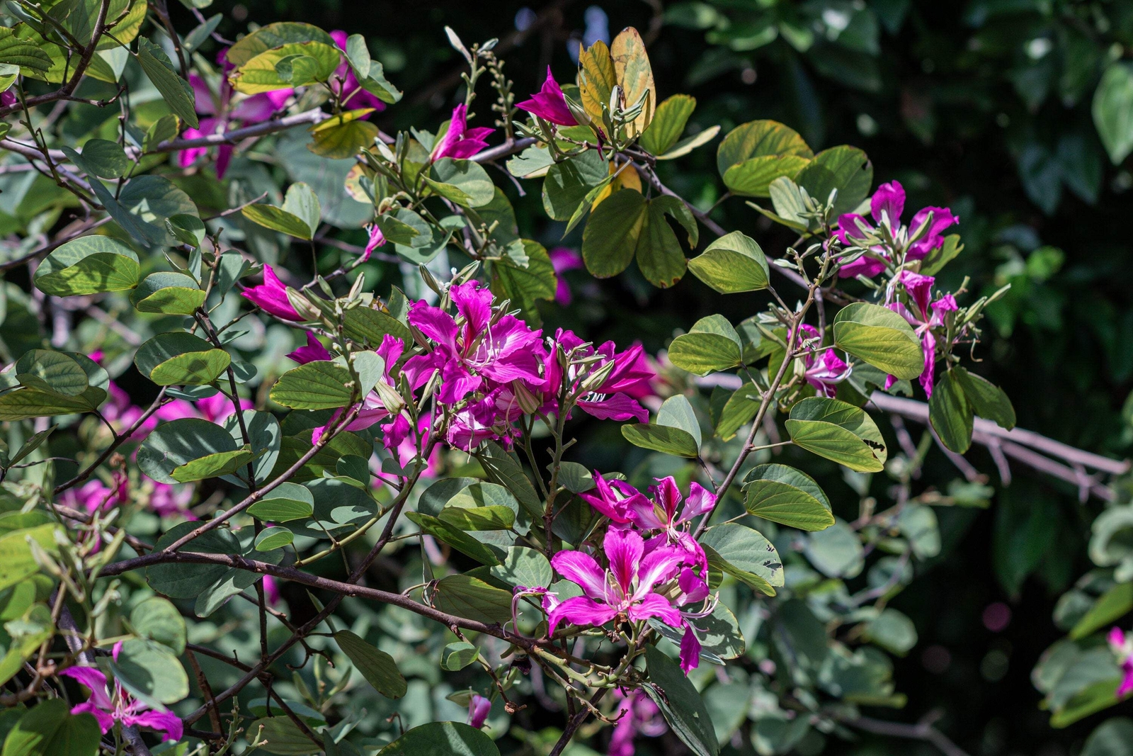 10 PURPLE ORCHID TREE Bauhinia Purpurea Camel’s Foot Butterfly Flower Tree Seeds