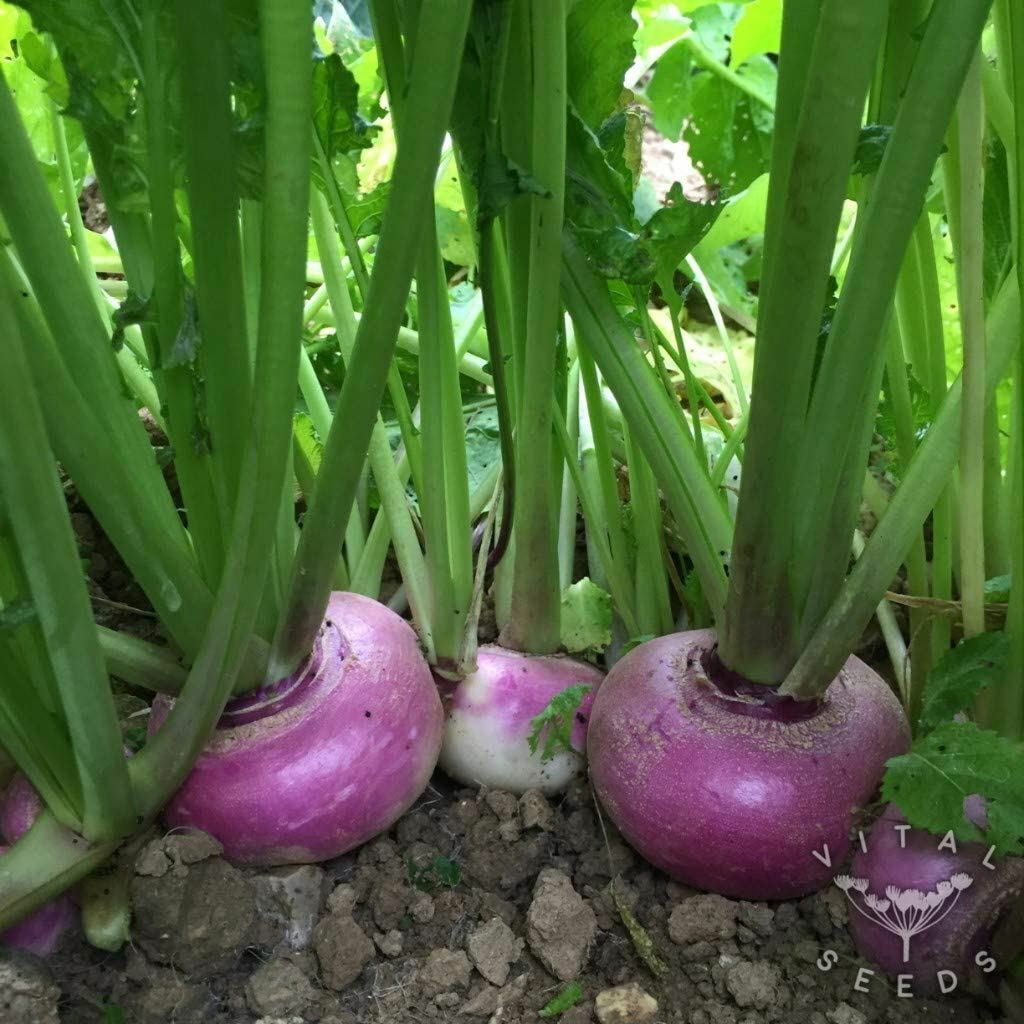 Turnip Seeds, Purple Top Turnip Seeds, “COOL BEANS N SPROUTS” Brand. Heirloom.
