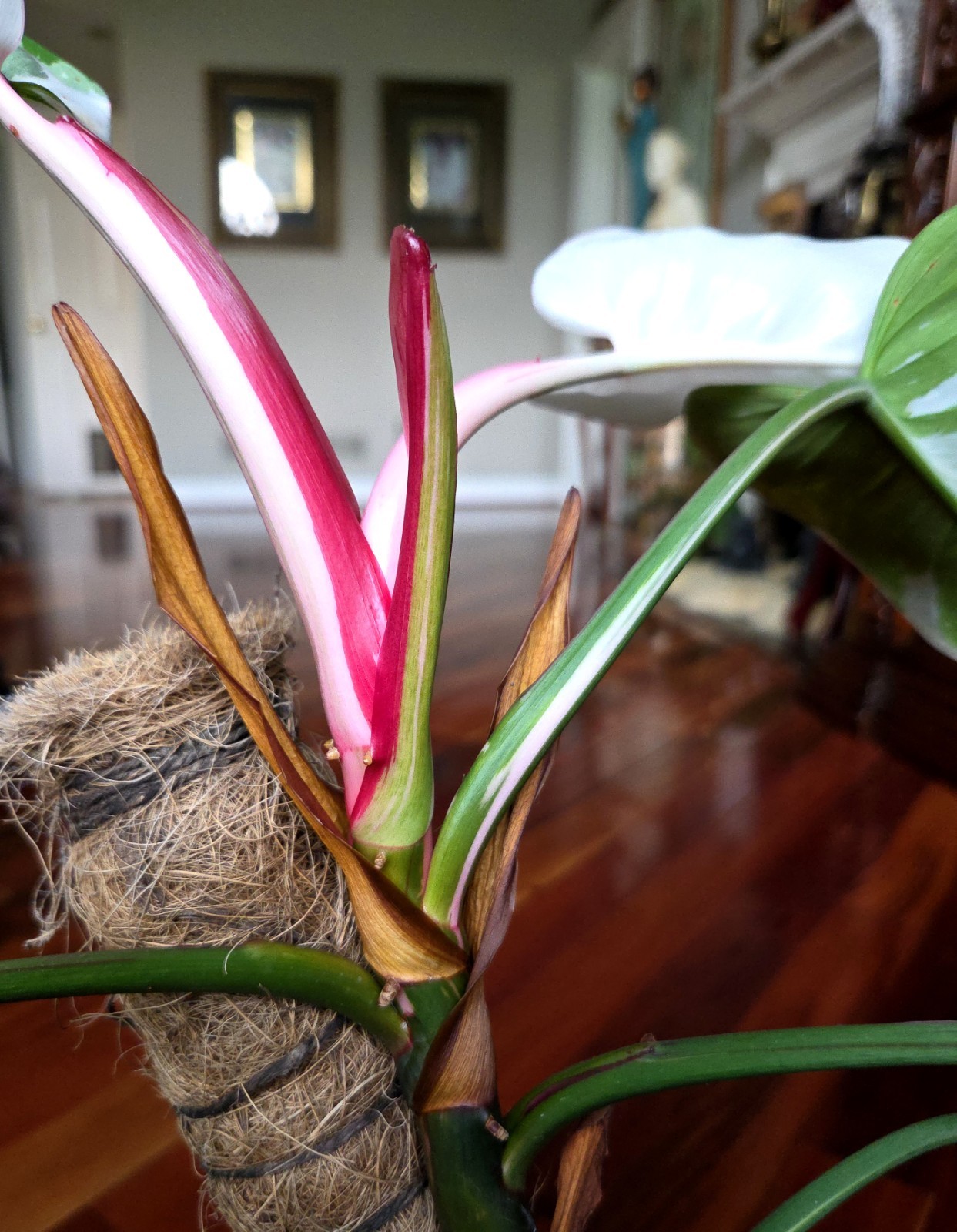 Rare Philodendron White Princess Tricolor 25″ Tall w/ Pups Not Aroid Anthurium