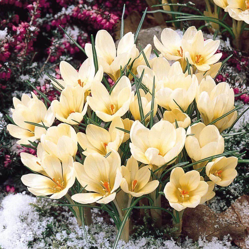 20 SEED PACK for Germination of Exotic CROCUS plant bloom bush flower garden bed