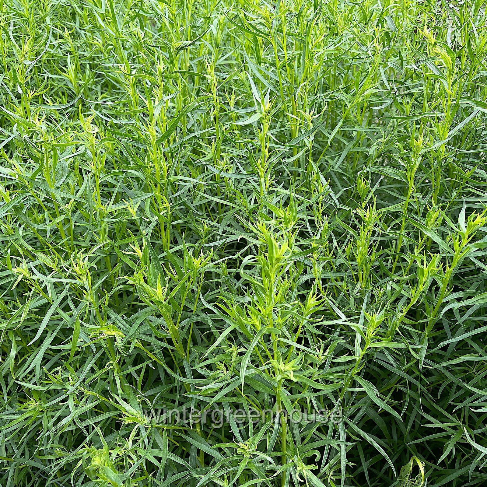 Tarragon, French Tarragon, Container Size: 3″ (2.6×3.5″)