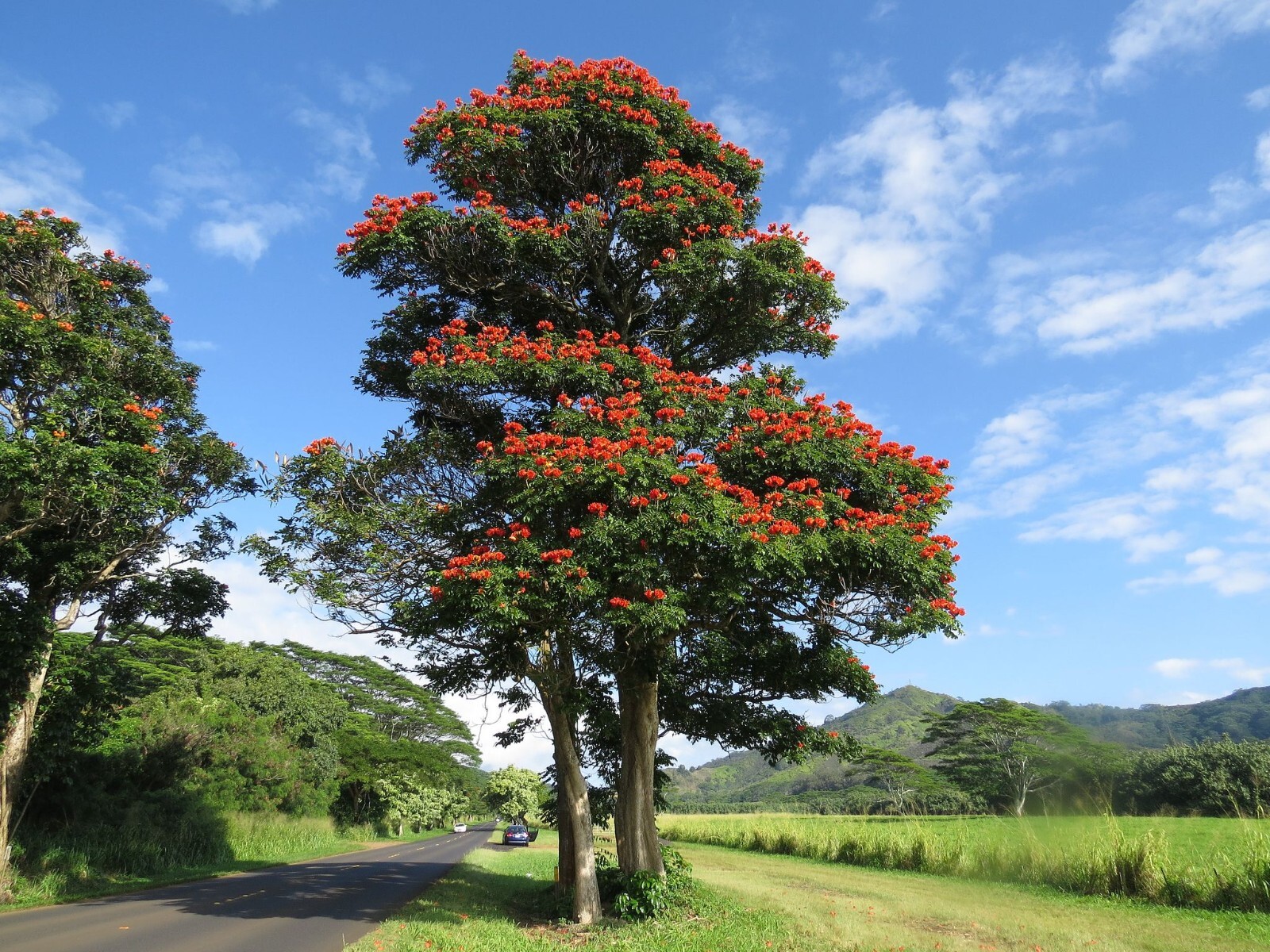 African Tulip Magnolia Flower Tree Seeds Spatho. campanulata Flame of The Forest