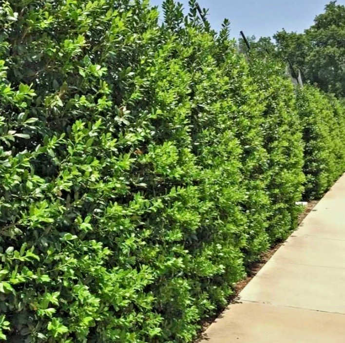 Needlepoint Holly Live Evergreen Shrub Plant – 6″ Tall – 3″ Pot – Ilex Cornuta