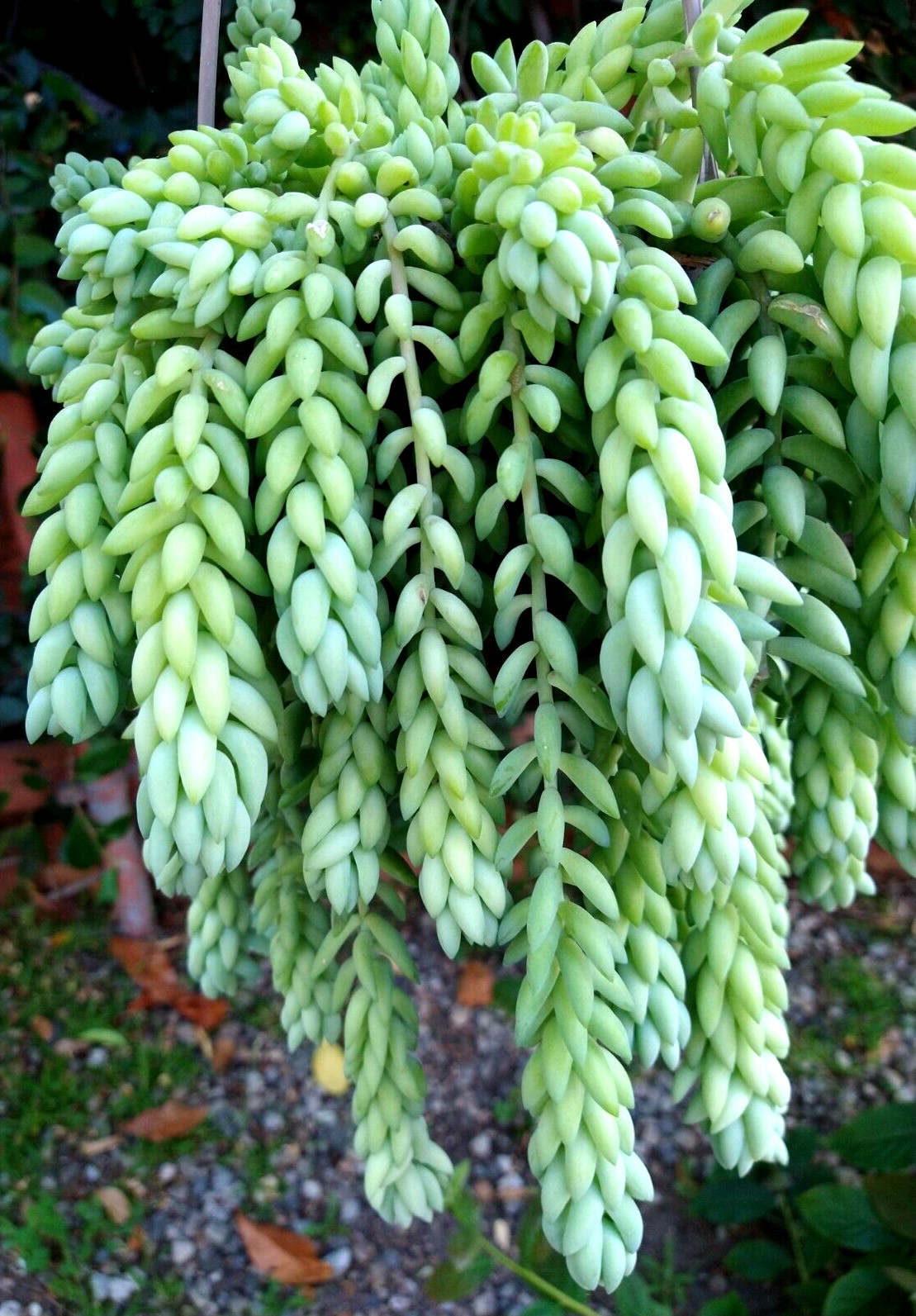Lot= 8 Donkey’s / Burro’s tail succulent cuttings 3-4 ” from mature plants