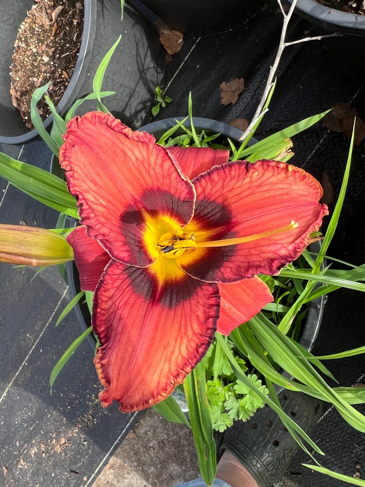 PLUM PERFECT Ruffled Eyezone Rebloomer Hemerocallis / Daylily Bare Root Plant
