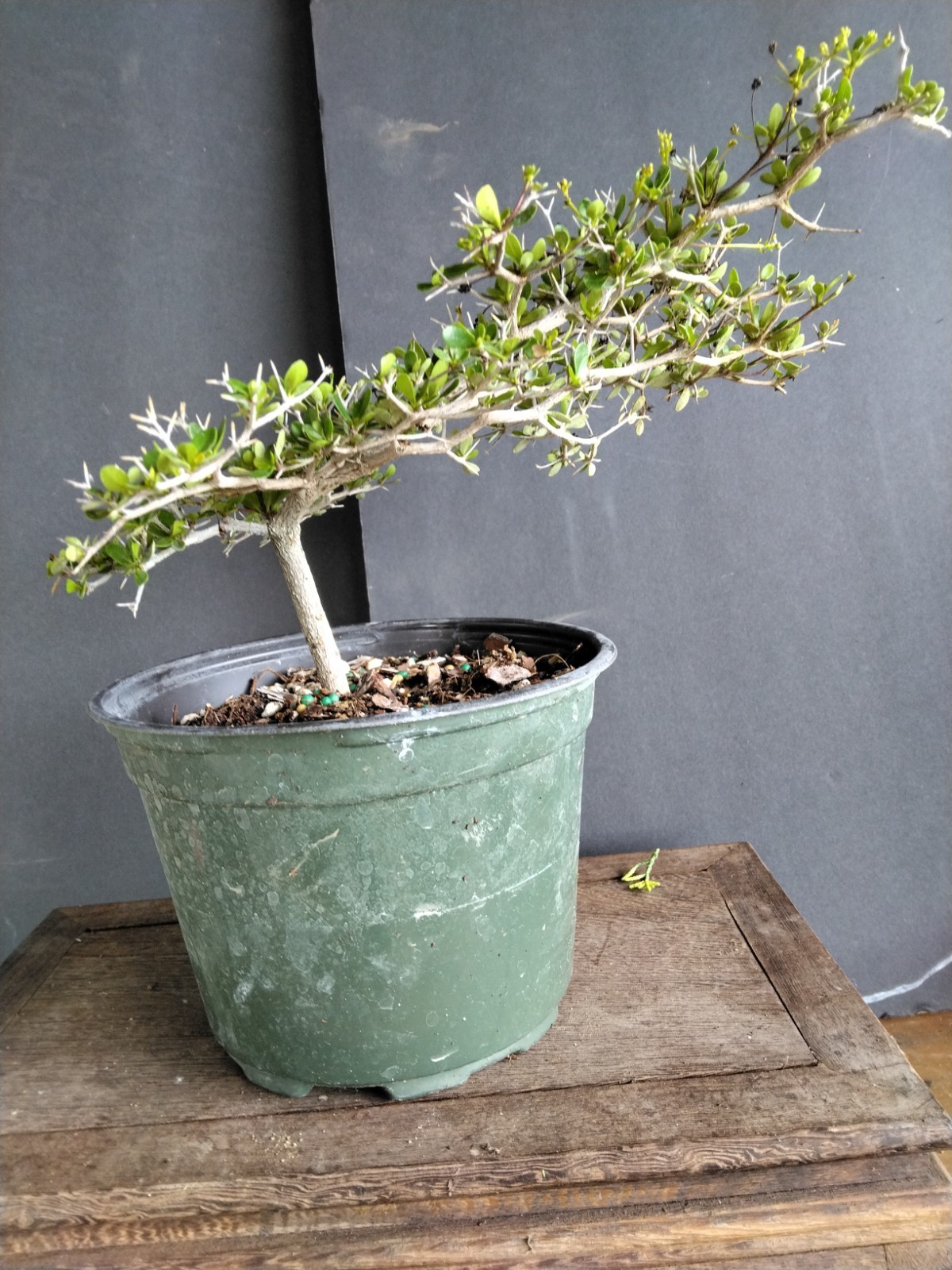 Black Olive Pre Bonsai