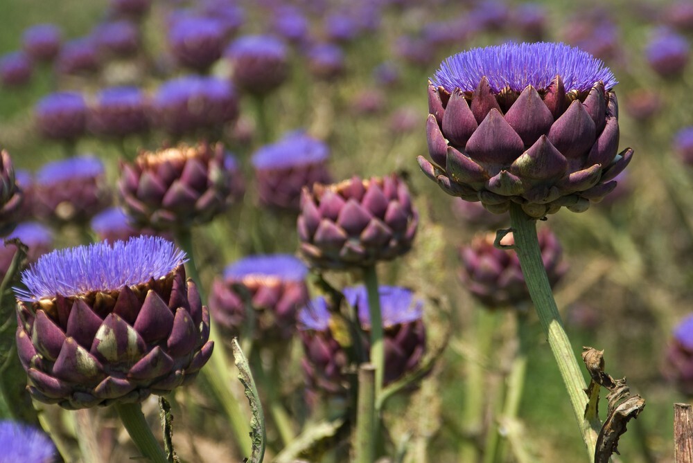 Artichoke ‘Green Globe’ or Purple Romagna – 30 seeds