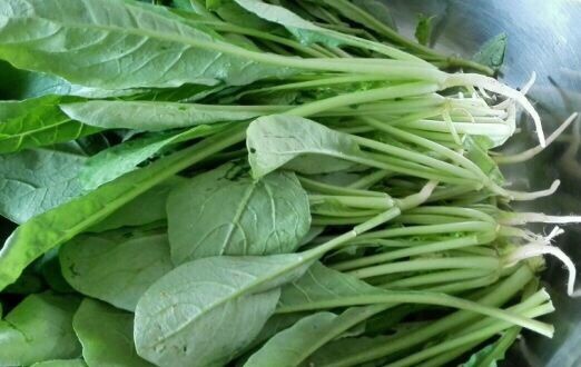 500+ white Icicle Radish Daikon cu cai trang seeds cai kep an non