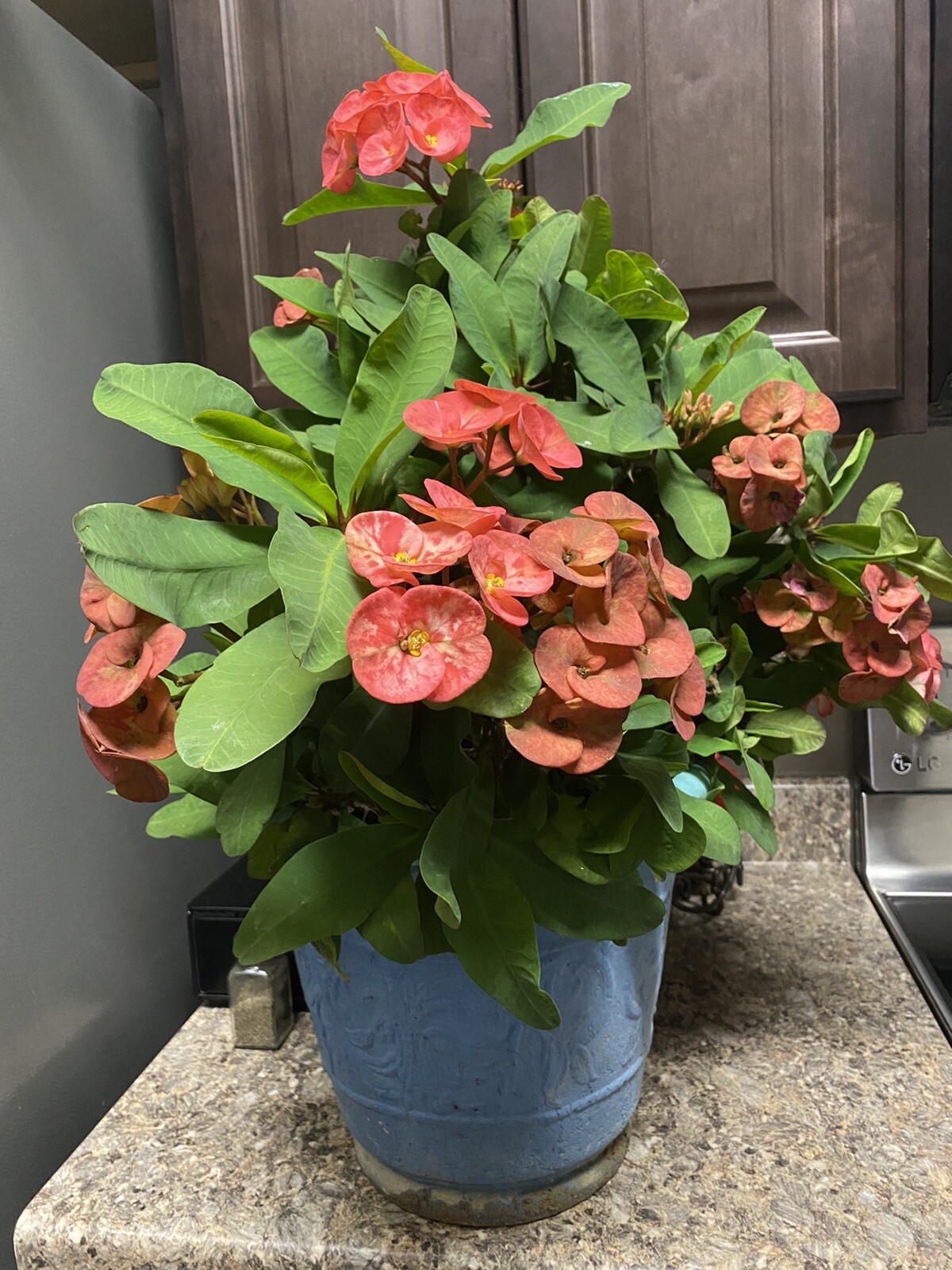 Coral Pink Crown of Thorn Cutting (1 count. Large bloom)