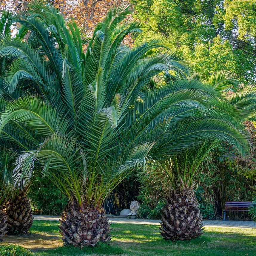 Phoenix Canary Palm – 12-18″ Tall – 3 Gallon – Canary Island Date Palm