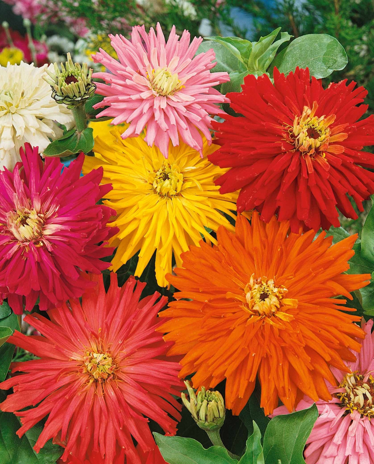 400+ CACTUS FLOWERED SPRING ZINNIA MIX — HEAT DROUGHT TOLERANT —— FRESH