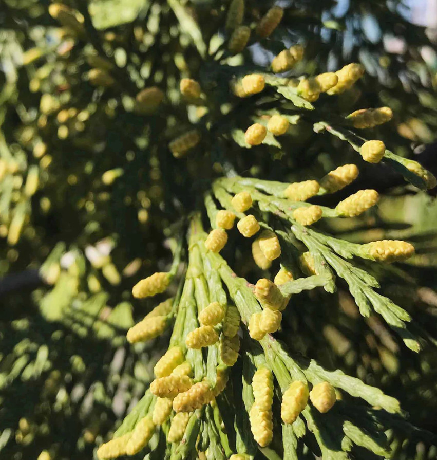 Live Incense Cedar Tree – 20–30″ Tall in 3.5″ Pot – No Ship to AK, HI, APO, PR