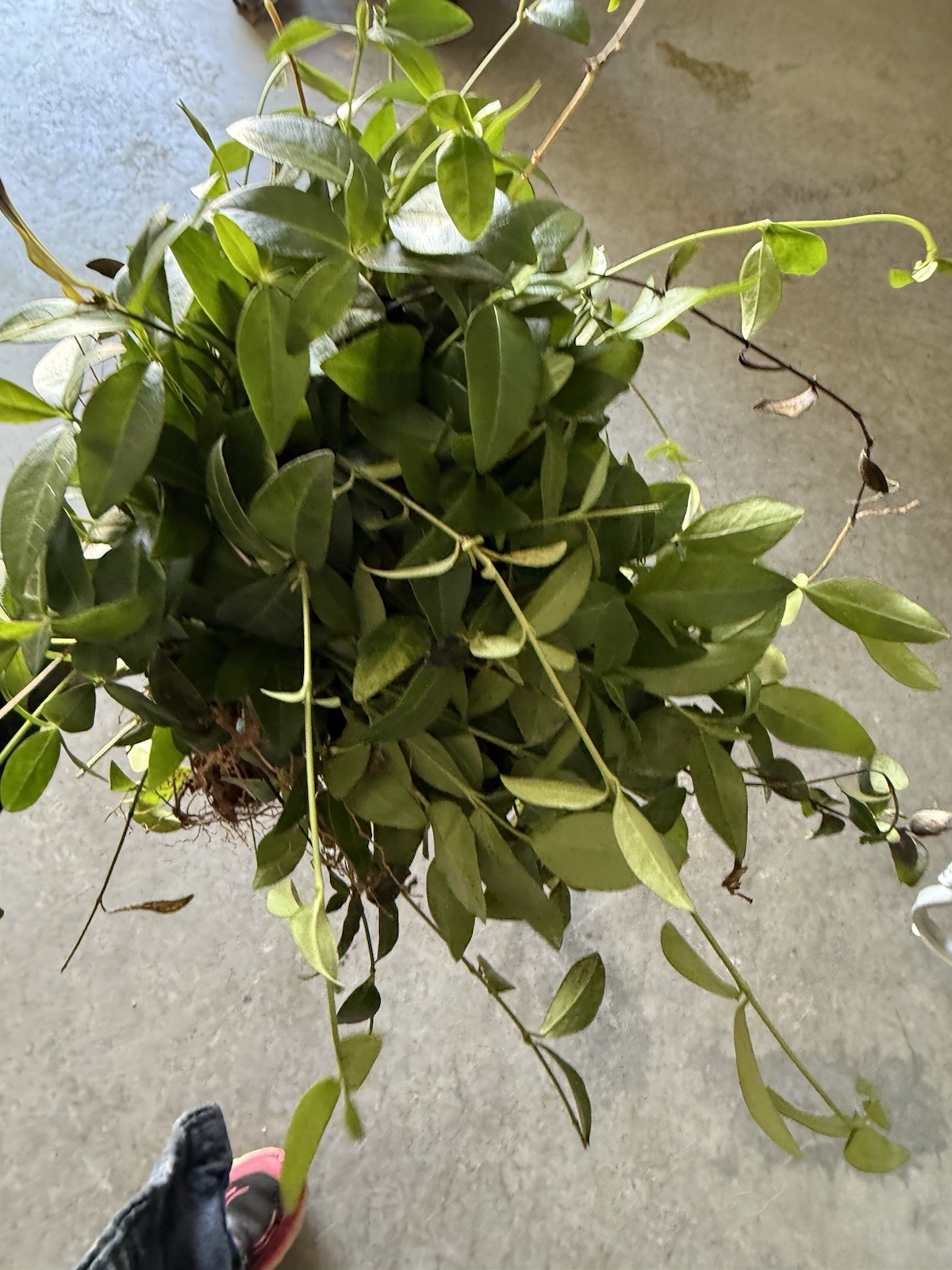 200 Periwinkle Plants Walk on Ground Cover. Vinca Minor. Bare Root Plants