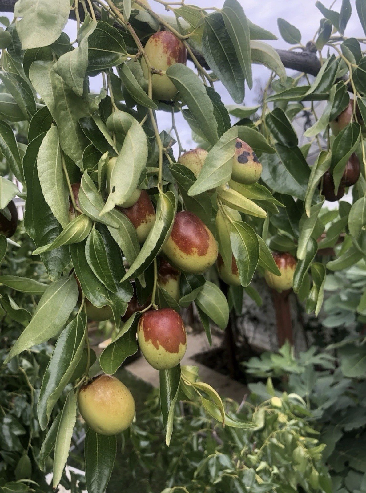 Sugar Cane Jujube Fruit Live Tree 3ft Tall Potted Shipping