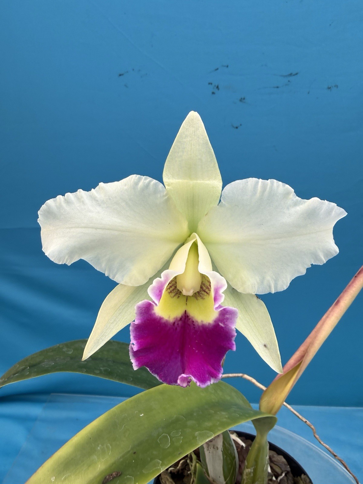 Cattleya Stephen Oliver X Lc Higher Ground Purple White Exact Orchid Eros 7” Pot