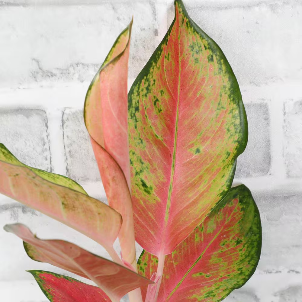 4.25 In. Red Chinese Evergreen Aglaonema China Red Live House Plant in Grower Po