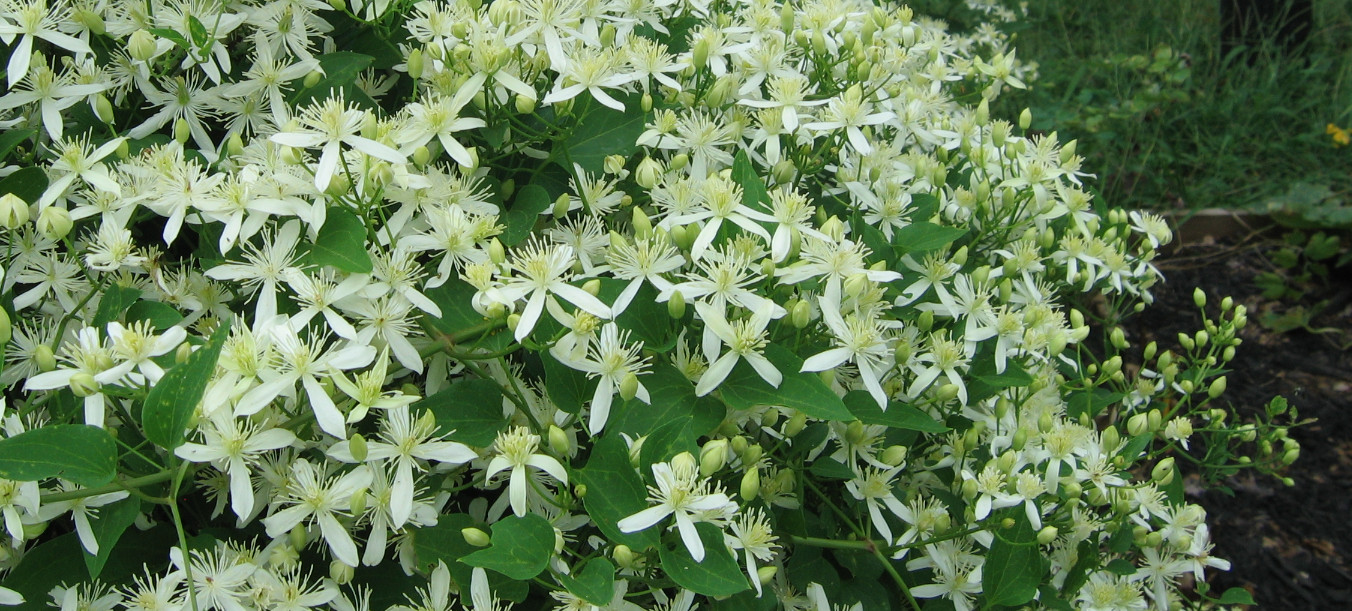 1-Year Roots Sweet Autumn Clematis (Virginsbower Clematis Paniculate Terniflora)