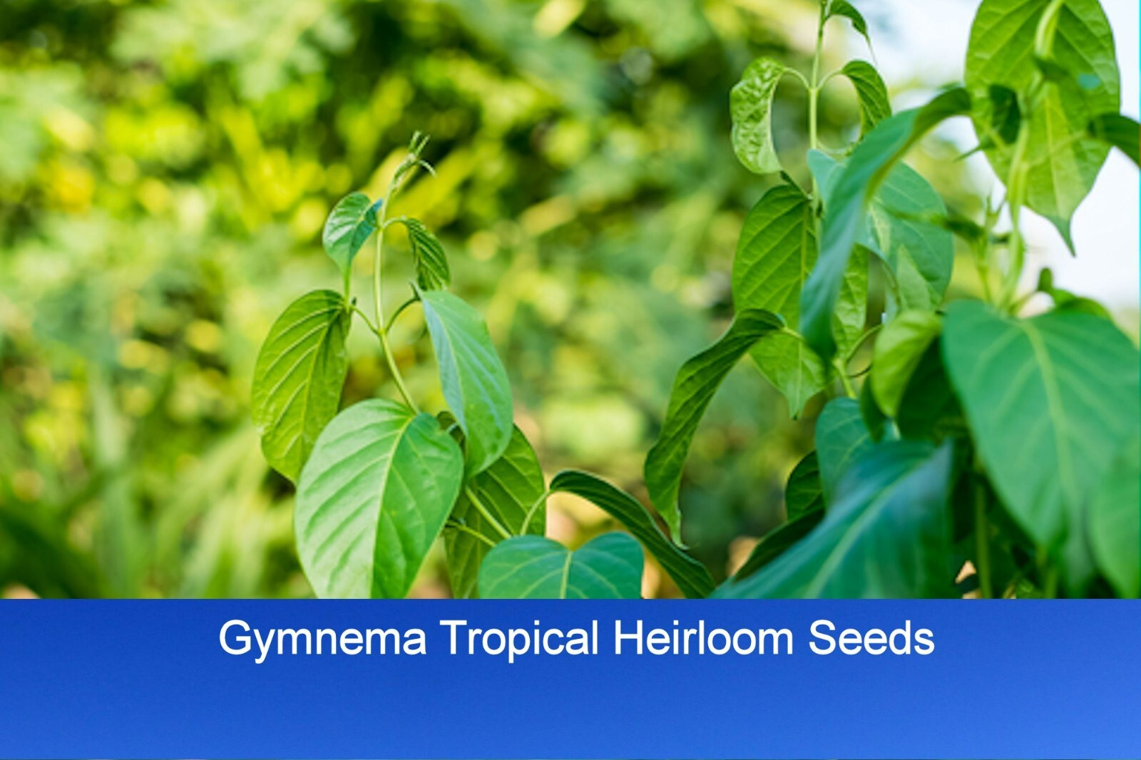 Tropical Seeds -Gymnema sylvestre- 5 Garden Seeds- Gurmar