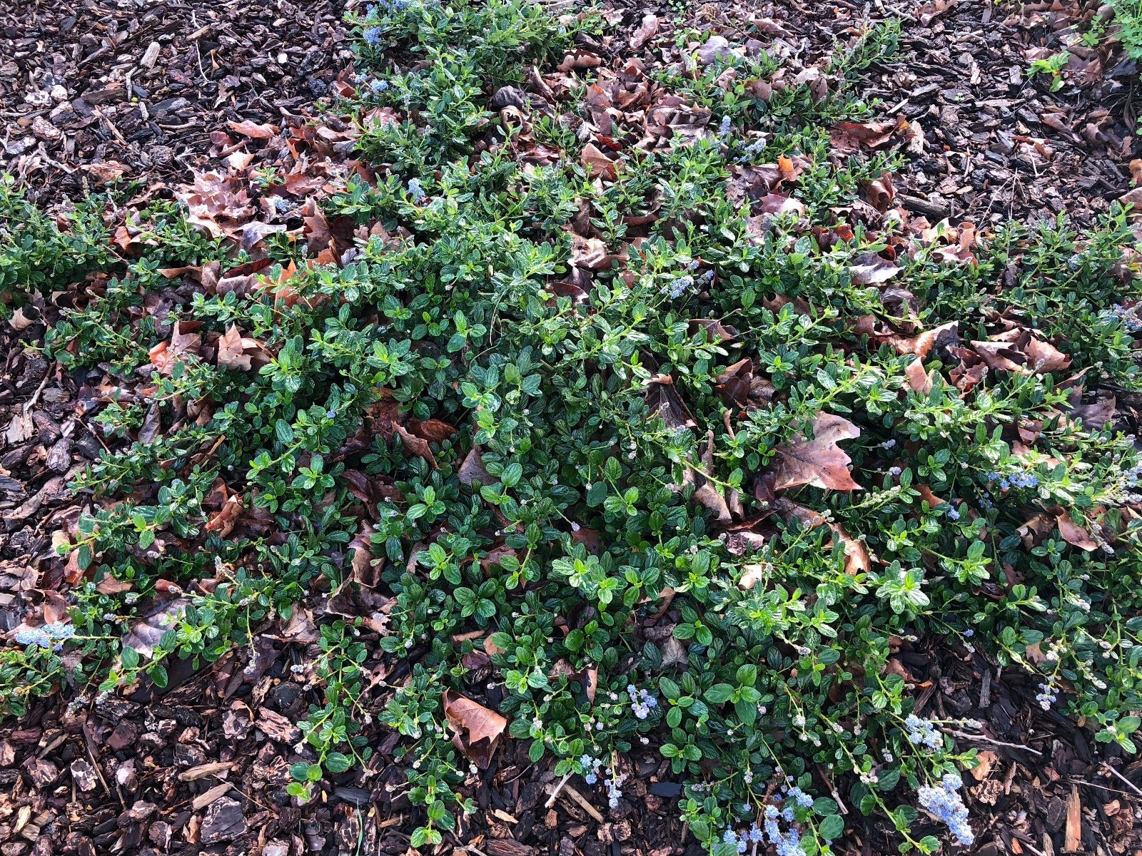Organic Live California USA Lilac (Ceanothus Horizontalis) Cuttings