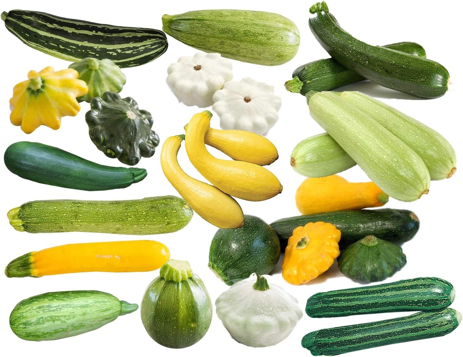 Rare 12 Variety Non-GMO Zucchini & Squash Seed Mix – 50 Seeds for Every Garden