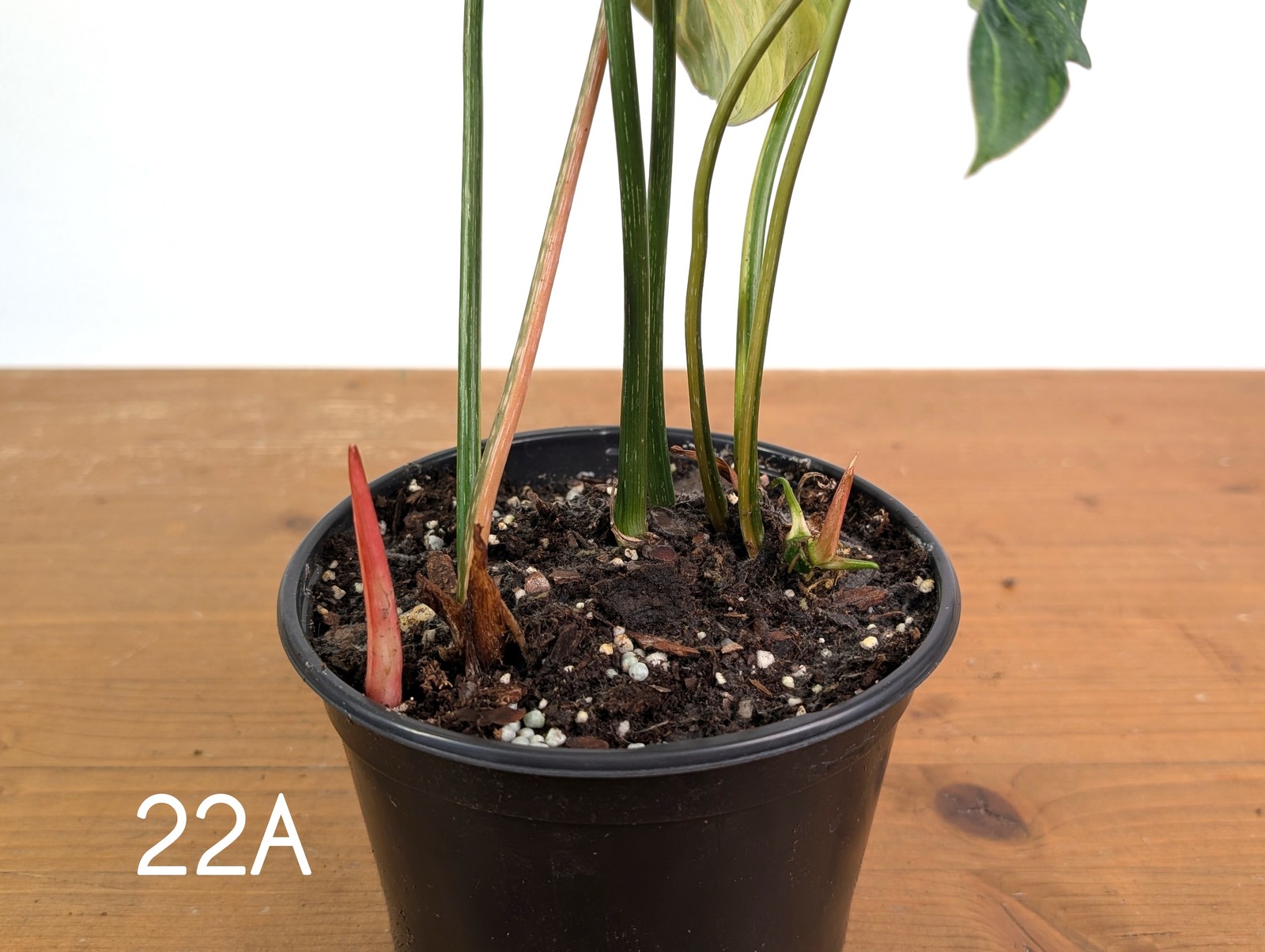 Philodendron Gloriosum Variegated – Multiple Exact Plants 6″ Pots