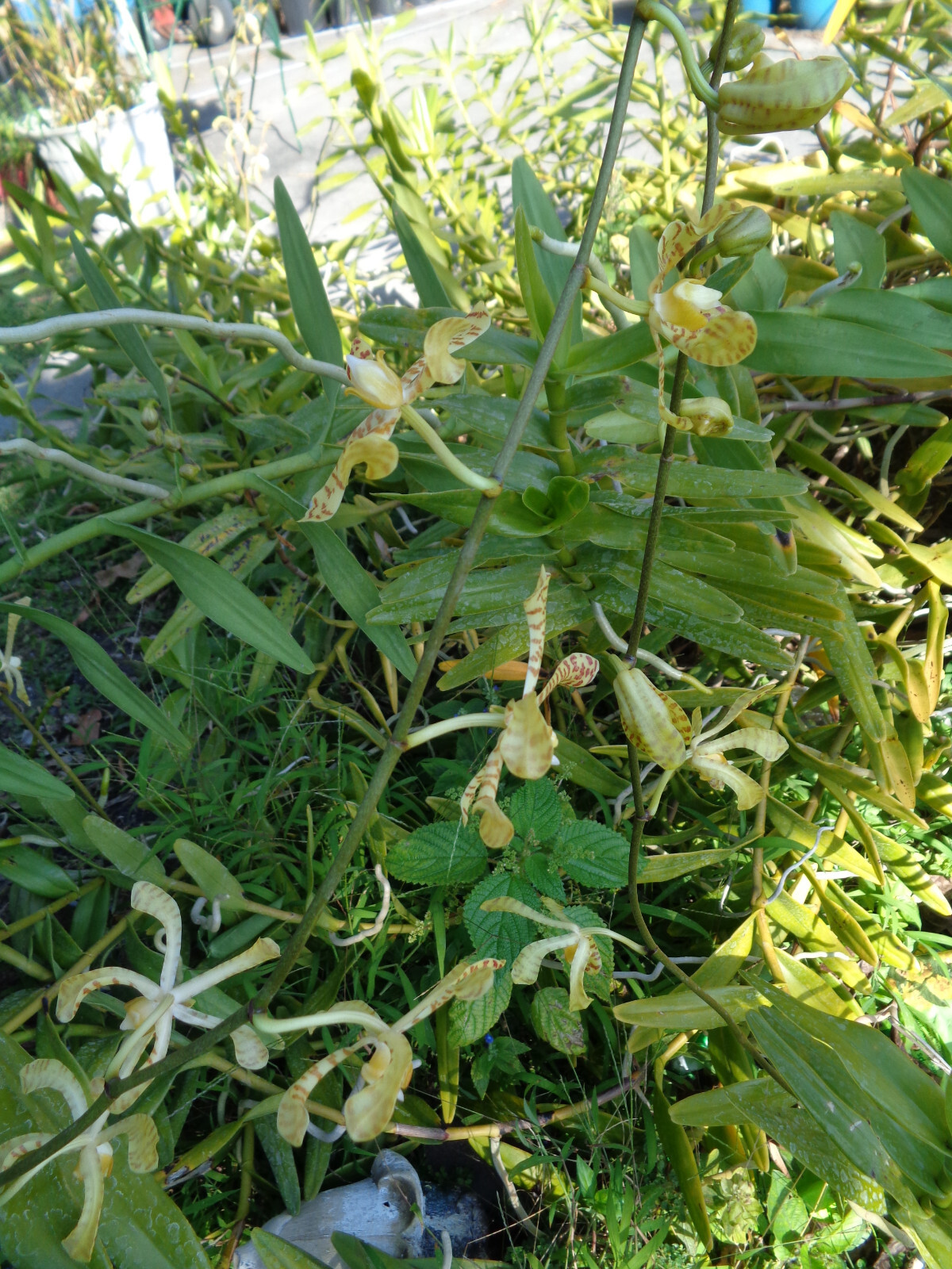 Scorpion Vanda Orchid Arachnis Maggie Yellow Ribbon 10″ – 12″ Cutting w/ Roots