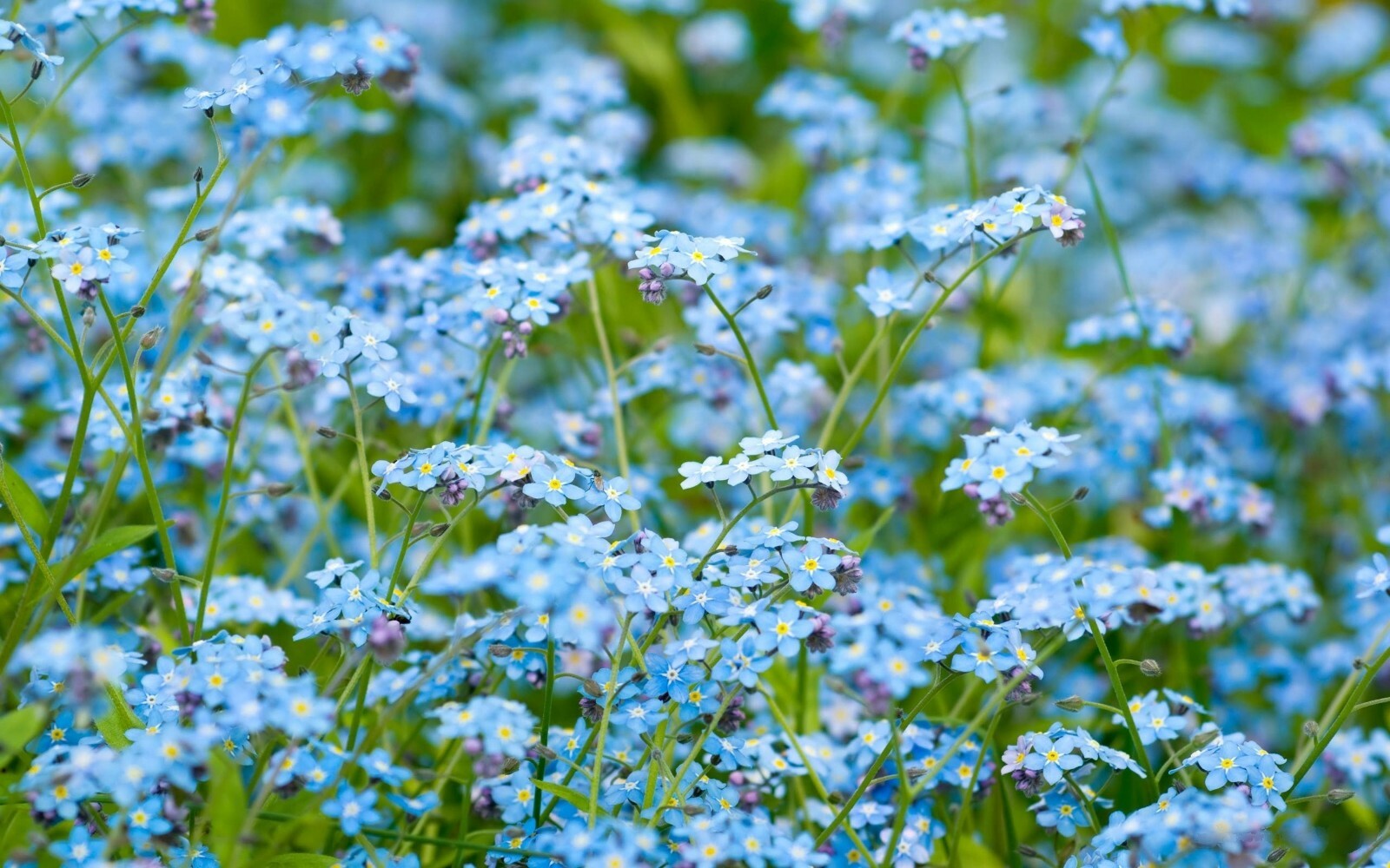 400+FORGET ME NOT Seed Woodland Wildflower Blue Blooms Spring Summer F.Sun/Shade