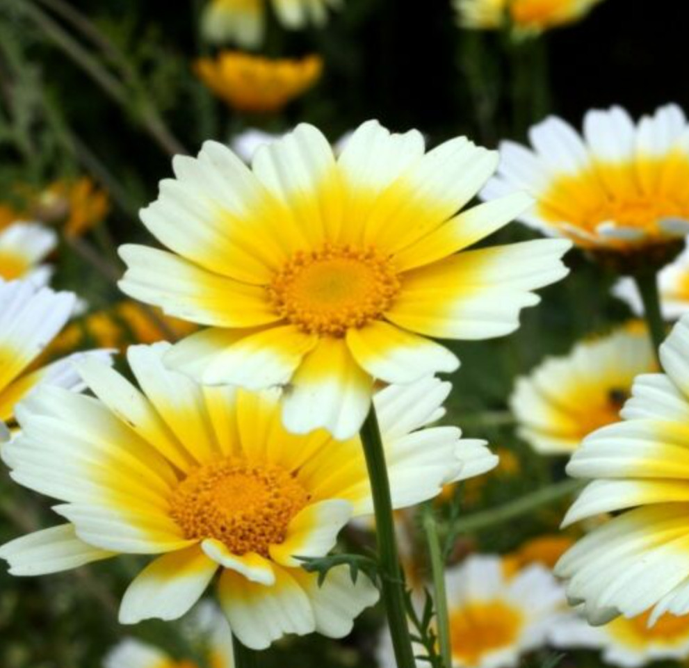 100 Seeds| Garland Daisy Seeds #N011