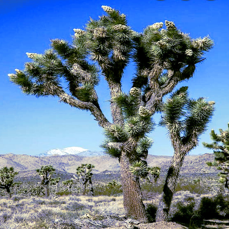 JOSHUA TREE SEEDS “Largest Yucca Plant” Cactus Cacti Succulent Palm Flower RARE!