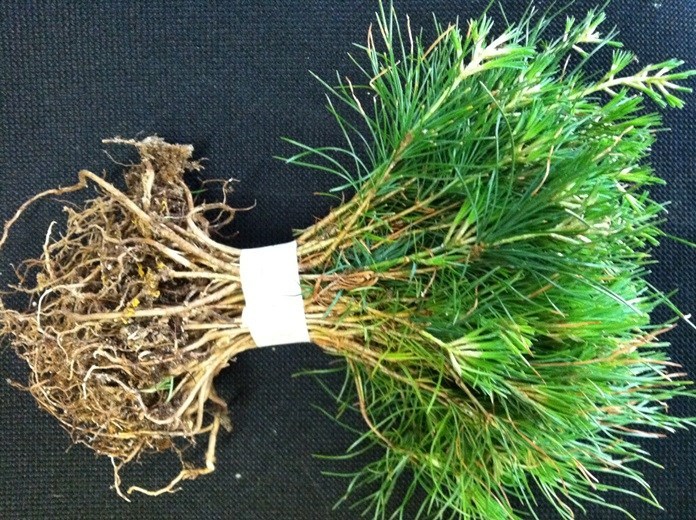 25 Evergreen Nursery pine starter trees 15-19 inch evergreen transplant seedling