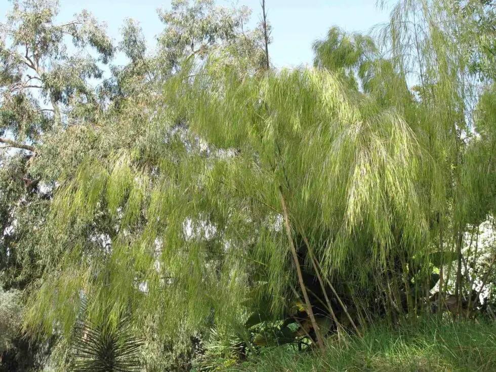 50 Bamboo Seeds Privacy Plant Garden Clumping Shade Screen “Mexican Weeping”