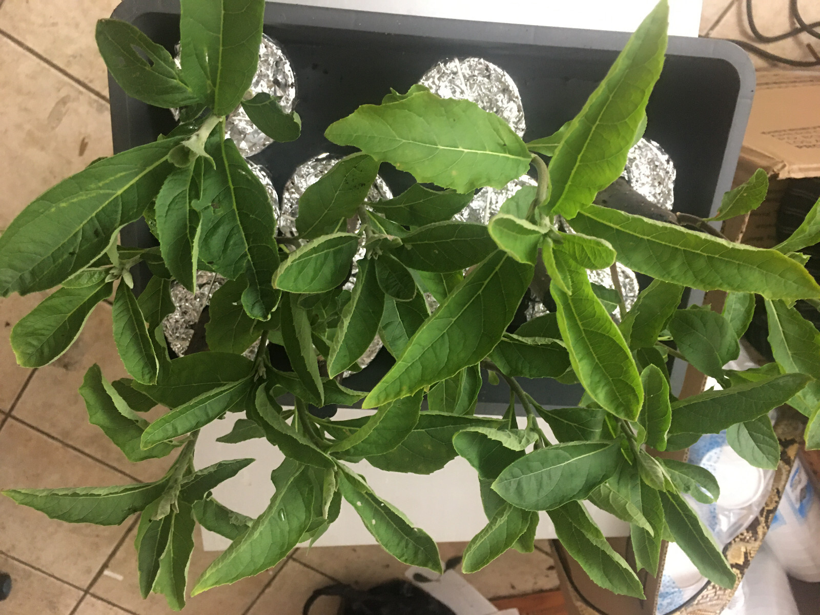 3 AFRICAN BITTER LEAF PLANTS – VERNONIA AMYGDALIN, (Buy 2 Get 1 Free).