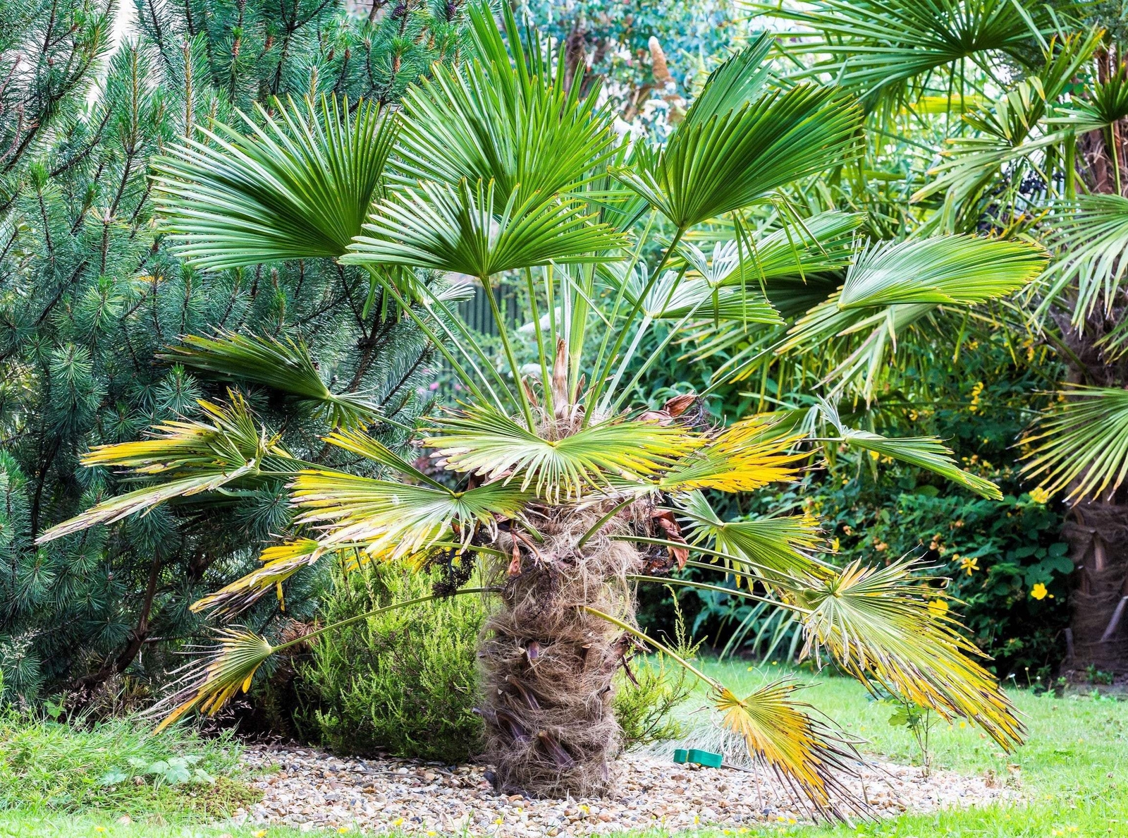10 WAGNER WINDMILL PALM Trachycarpus Fortunei Wagnerianus Tree Houseplant Seeds