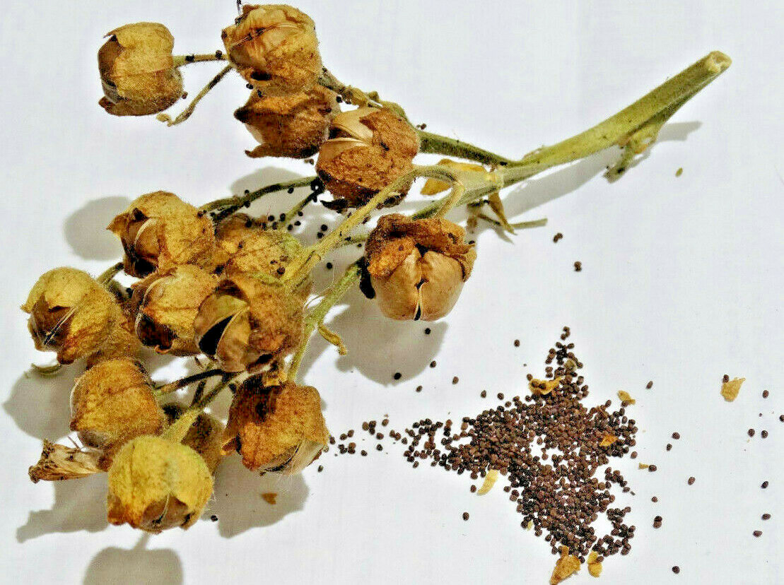 Ceremonial Indian TOBACCO 1000+ SEEDS NICOTIANA RUSTICA Mapacho Aztec Makhorka