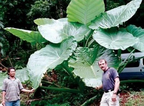 **THAILAND GIANT** Elephant Ear Colocasia Esculenta Starter Plant**U