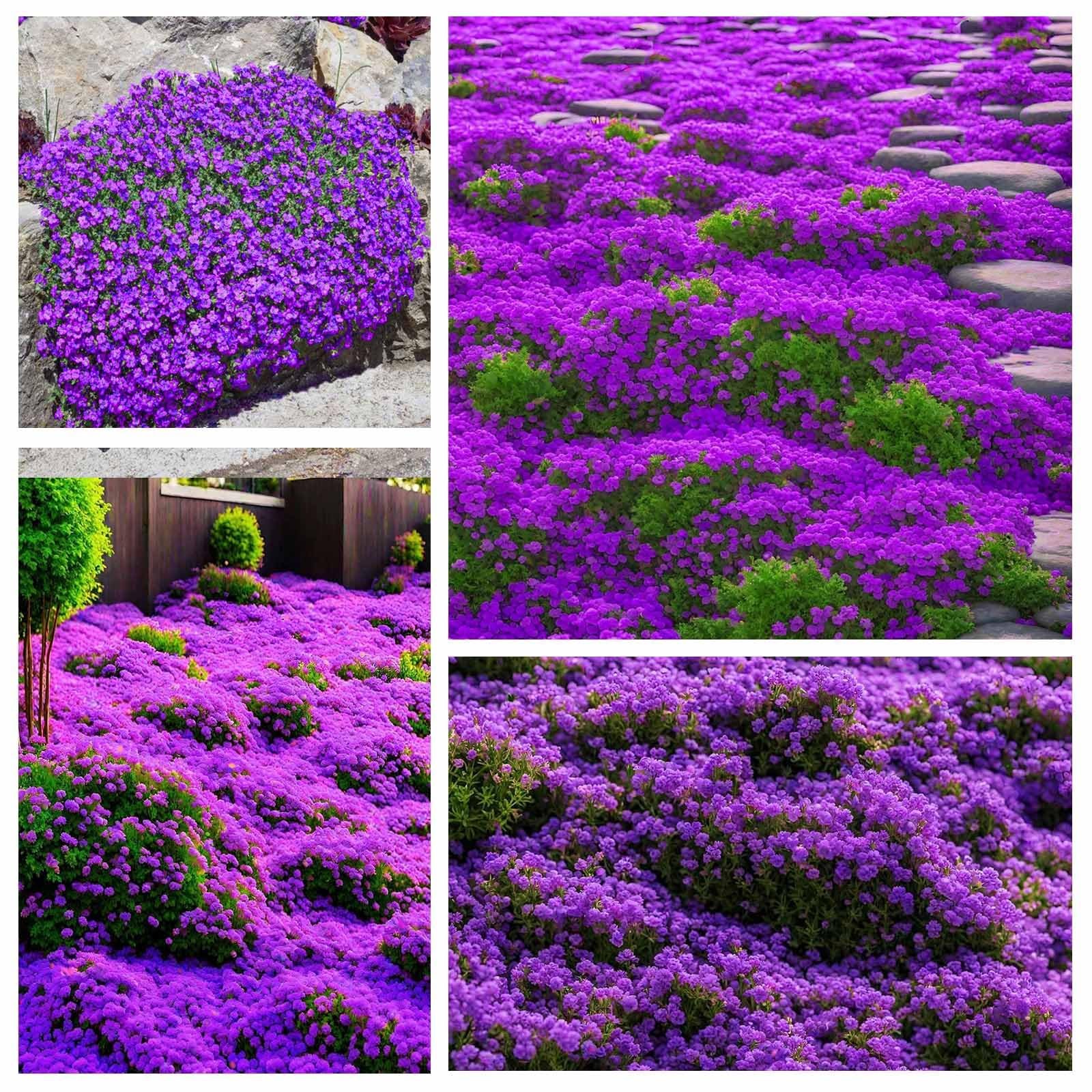 18000+ Magic Creeping Thyme Seeds for Planting Ground Cover Plants Heirloom…