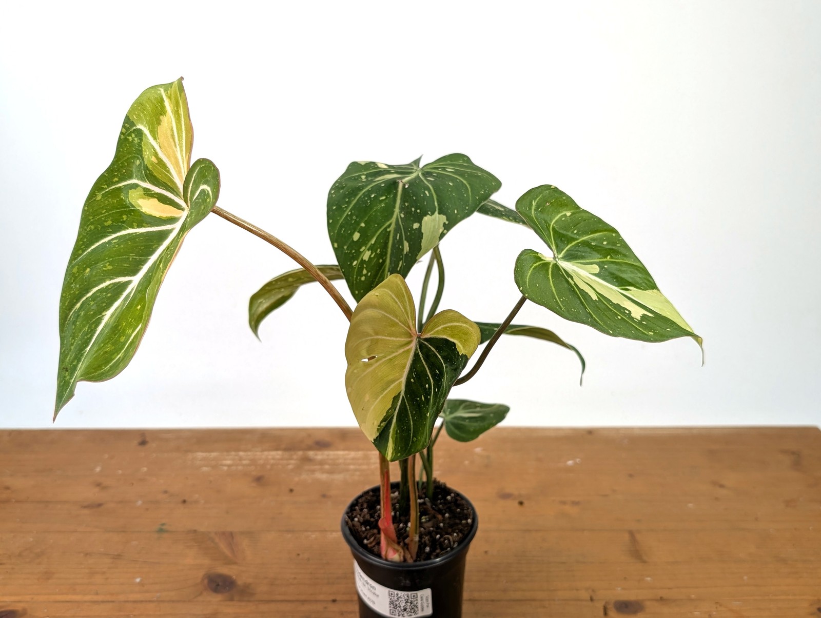 Philodendron Gloriosum Variegated – EXACT Plant #27B – 4″ Pot