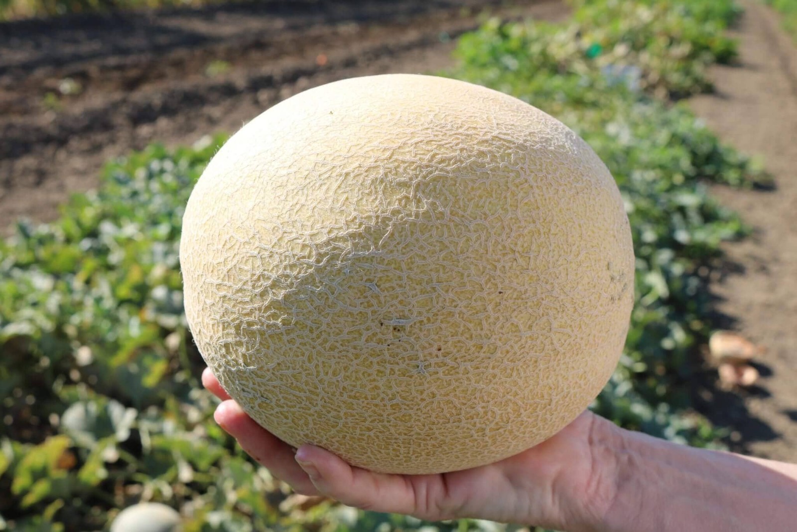 Ambrosia Cantaloupe: 10 Seeds
